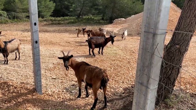 Chèvres sauvages: à Ensuès, l'enclos accueille les 1ères biquettes!