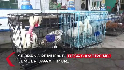 Bangkit dari Pandemi, Seorang Pemuda Sukses Jajal Budidaya Ayam Polandia