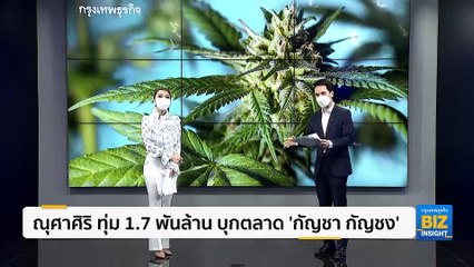 ณุศาศิริ ทุ่ม 1.7 พันล้าน บุกตลาด 'กัญชา กัญชง'