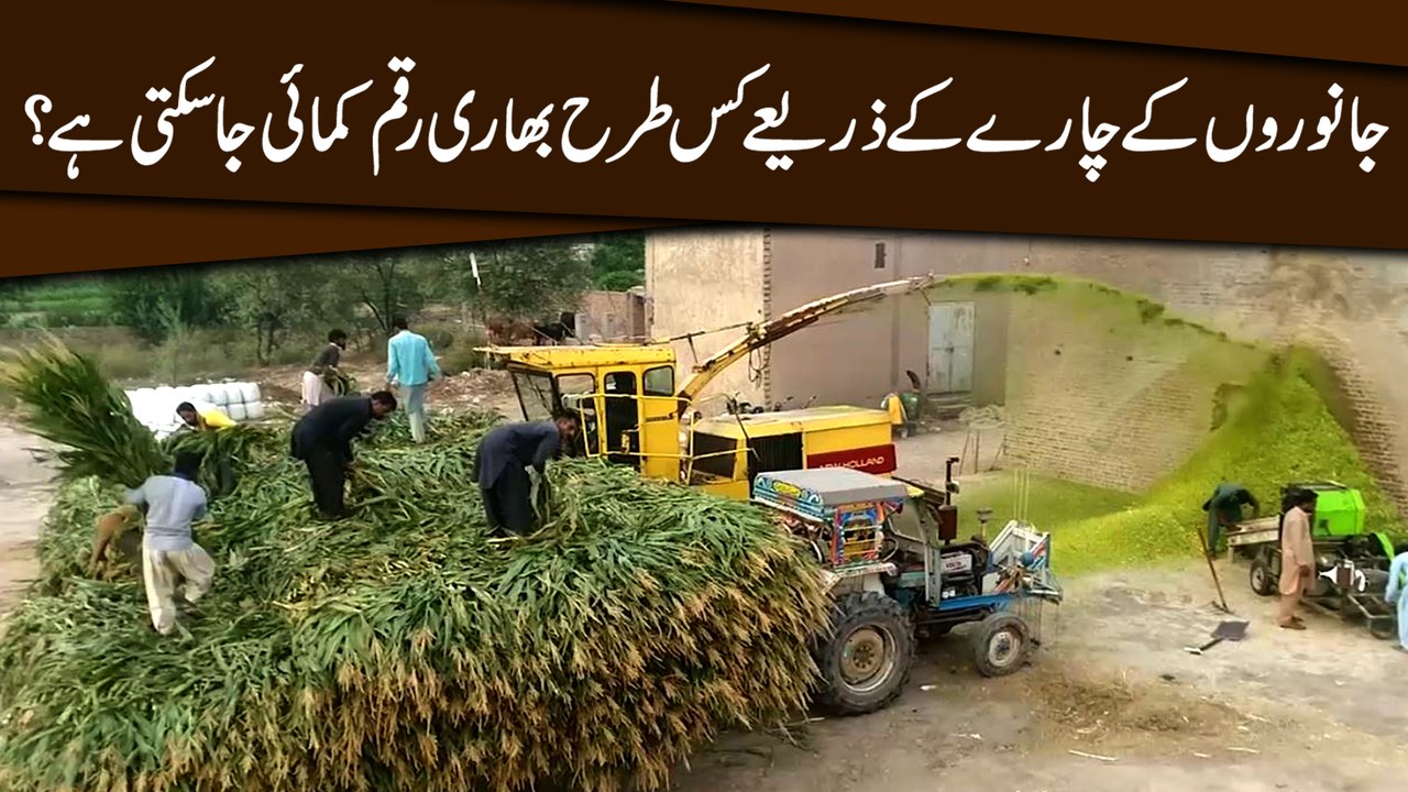 Janwaro k charay k zariye kis trah bhari raqm kamai ja sakti hai?