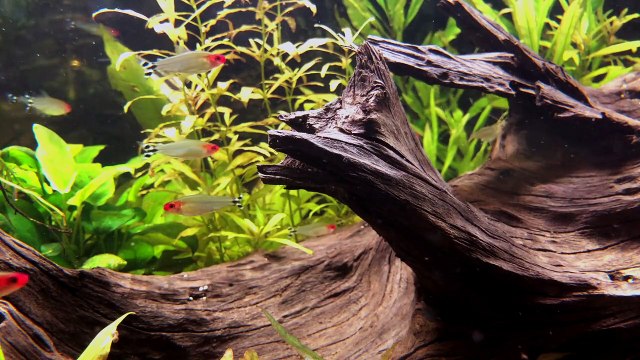 Cara Memelihara Ikan Hias di Aquarium