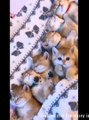 cute cat and puppy funny videos , best cat funny videos, follow me for more interesting video