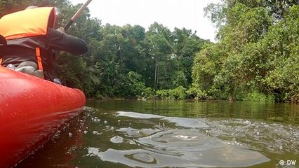 Using DNA to uncover the secrets of Liberia's rainforests
