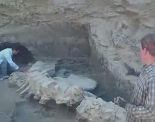 Whale remains from 1.8 million years ago found in Mexico