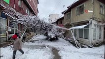 Kar nedeniyle direkleri çöken asma ağacını kökünden kestiler... Demir direkleri tamir etmek yerine çareyi ağacı kesmekte buldular