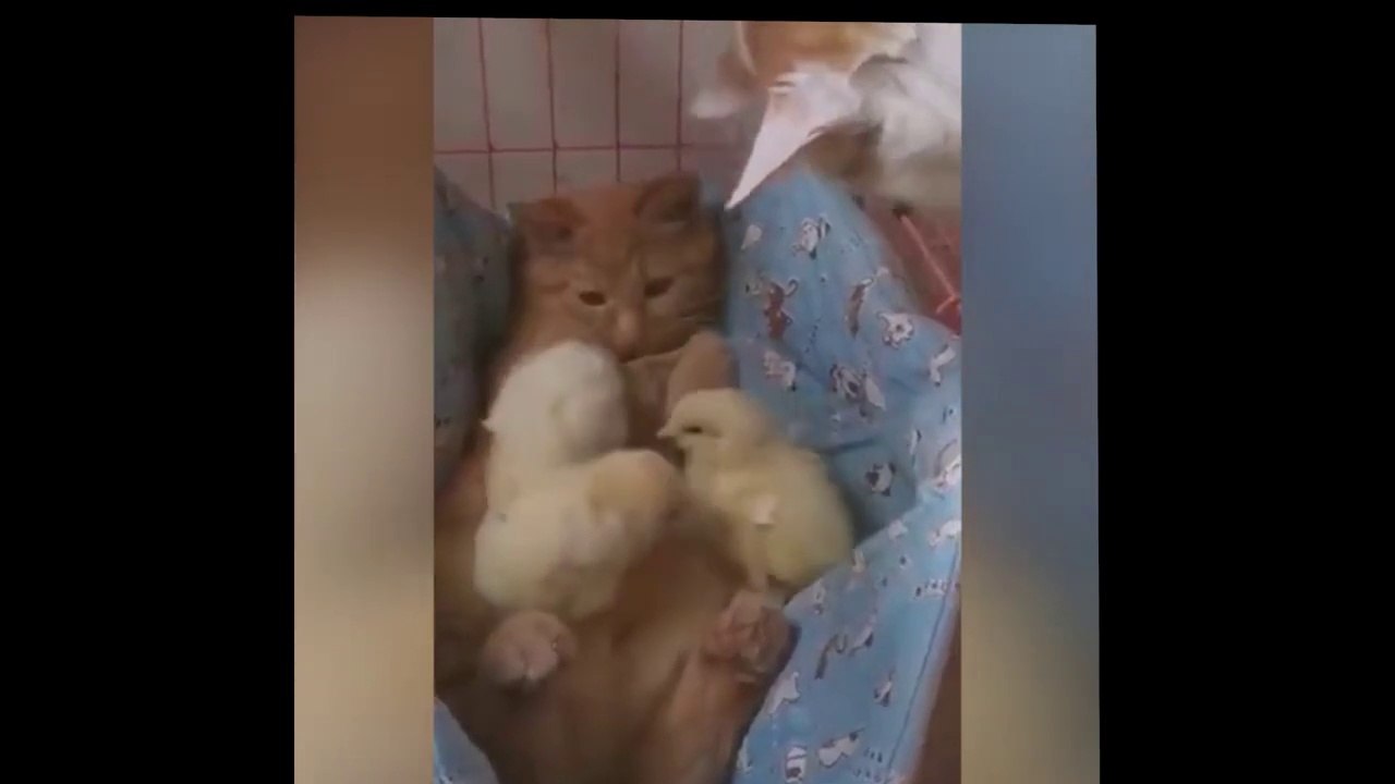 So Funny Cat Videos  #3