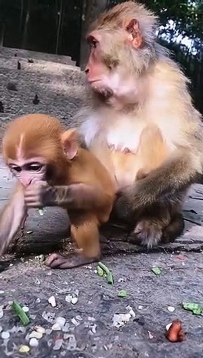 unseen animals amazing facts #trending #viralvideo #shorts #peacock #unseenanimalsamazingfacts(4)