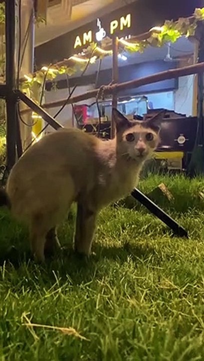 best animal videos #trending #viralvideo #shorts #games #oddlysatisfying #monkey