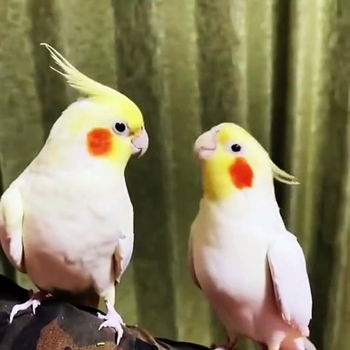 best animal videos #trending #viralvideo #shorts #games #oddlysatisfying #monkey