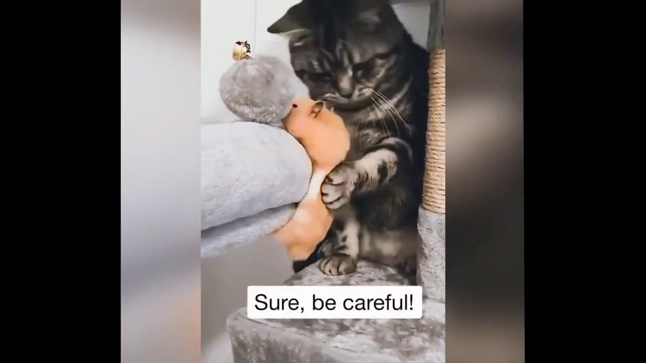 So Funny Cat Videos 5 Video Dailymotion