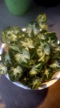 Keladi liliput yang mini dan cantik