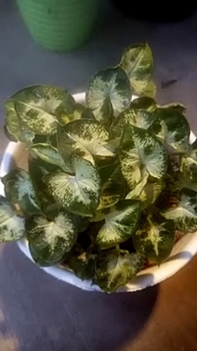 Keladi liliput yang mini dan cantik