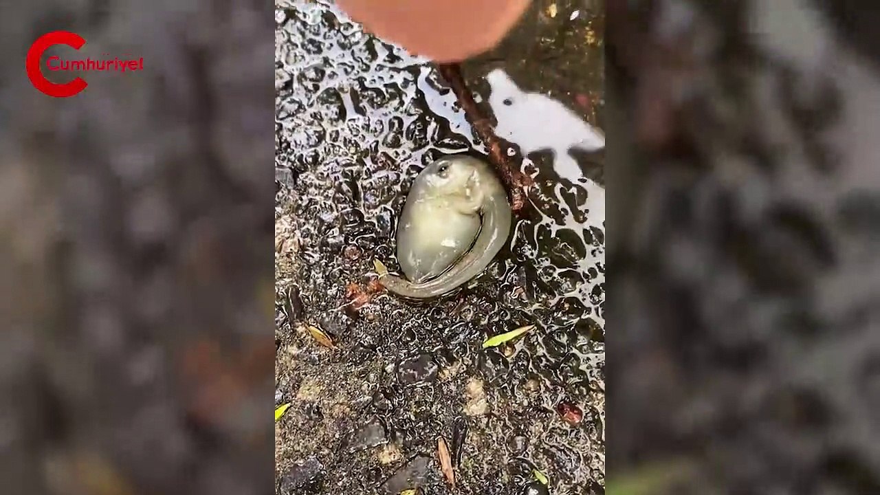Sokakta bulunan tuhaf yaratık viral oldu