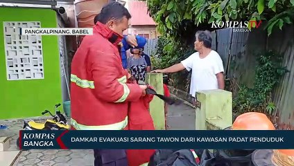 Damkar Evakuasi Sarang Tawon Vespa dari kawasan padat penduduk di Pangkalpinang