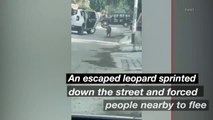 Watch the Terrifying Moment a Leopard Sprints Down a Street With People Nearby