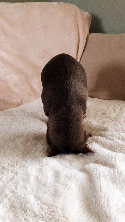 Adorable Upside-Down Dog