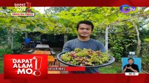 Dapat Alam Mo!: OFW noon, vineyard owner na ngayon!
