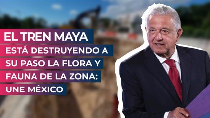 El Tren Maya está destruyendo a su paso la flora y fauna de la zona: UNE México