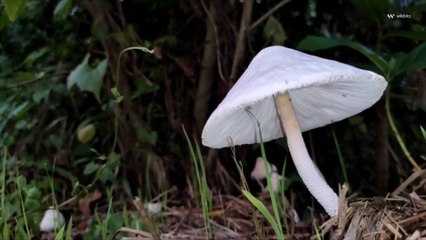 How a Broader Understanding of the Fungi Kingdom Is Inspiring Innovation