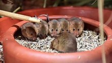 Zwergmaus Alpenzoo