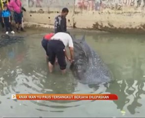 Anak ikan yu paus tersangkut berjaya dilepaskan