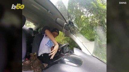 The Moment Injured Serpent Eagle Flies Into Vlogger's Car