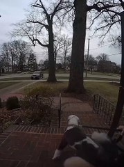 Excited Pups Pull Person Over