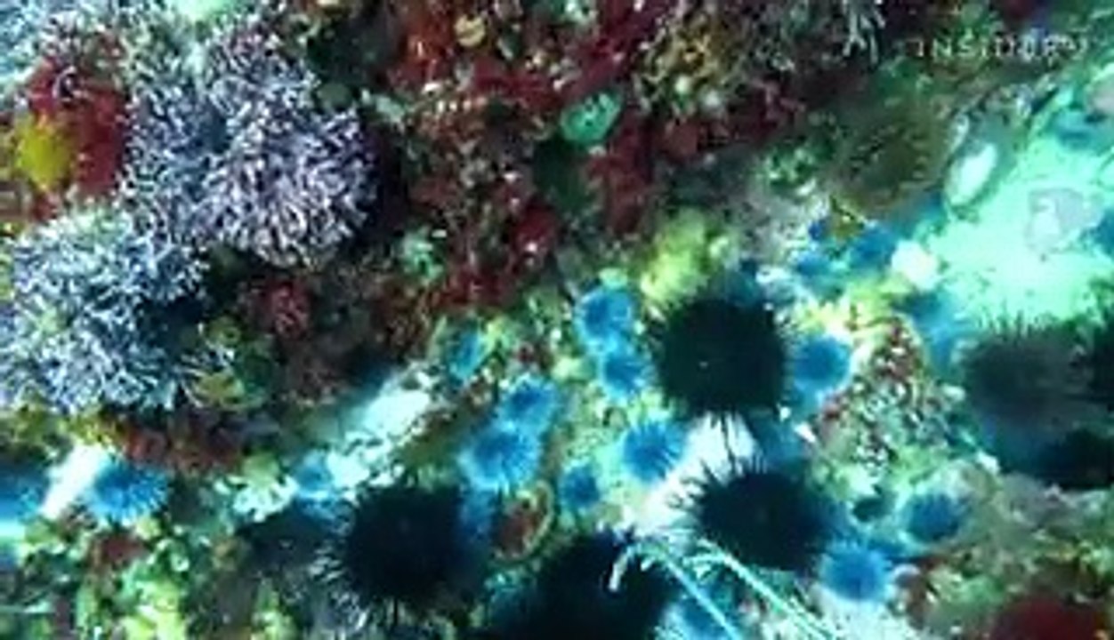 Sea urchins are a delicacy around the world. Here's why the orange tongues inside an urchin are so valuable.