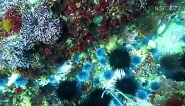 Sea urchins are a delicacy around the world. Here's why the orange tongues inside an urchin are so valuable.