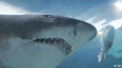 Welche Tiere haben die Dinosaurier überlebt?