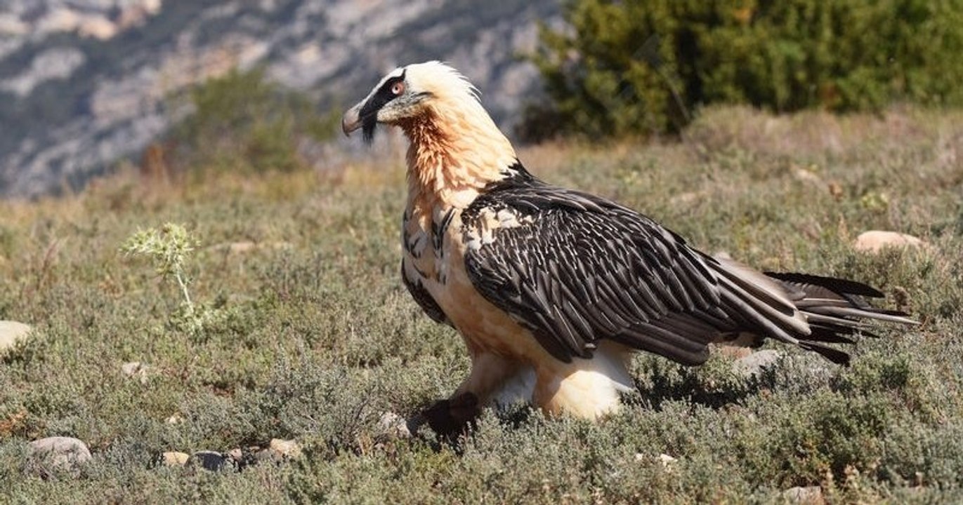 Dans le Vercors, un couple de gypaètes barbus a pondu pour la première fois en plus d'un siècle