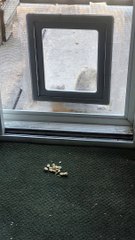 Squirrel Sneaks Inside for a Snack