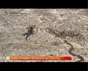 Iguana Vs Snakes, netizen puji kru produksi
