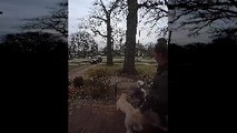Excited Pups Pull Person Over