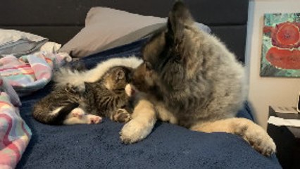 Pup Cleans Kitty Before Playtime