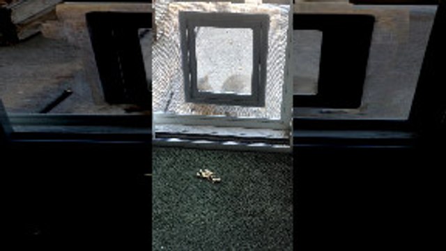 Squirrel Sneaks Inside for a Snack
