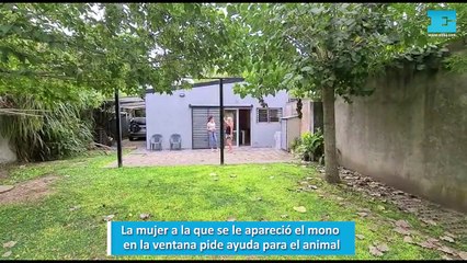 La mujer a la que se le apareció el mono en la ventana pide ayuda para el animal