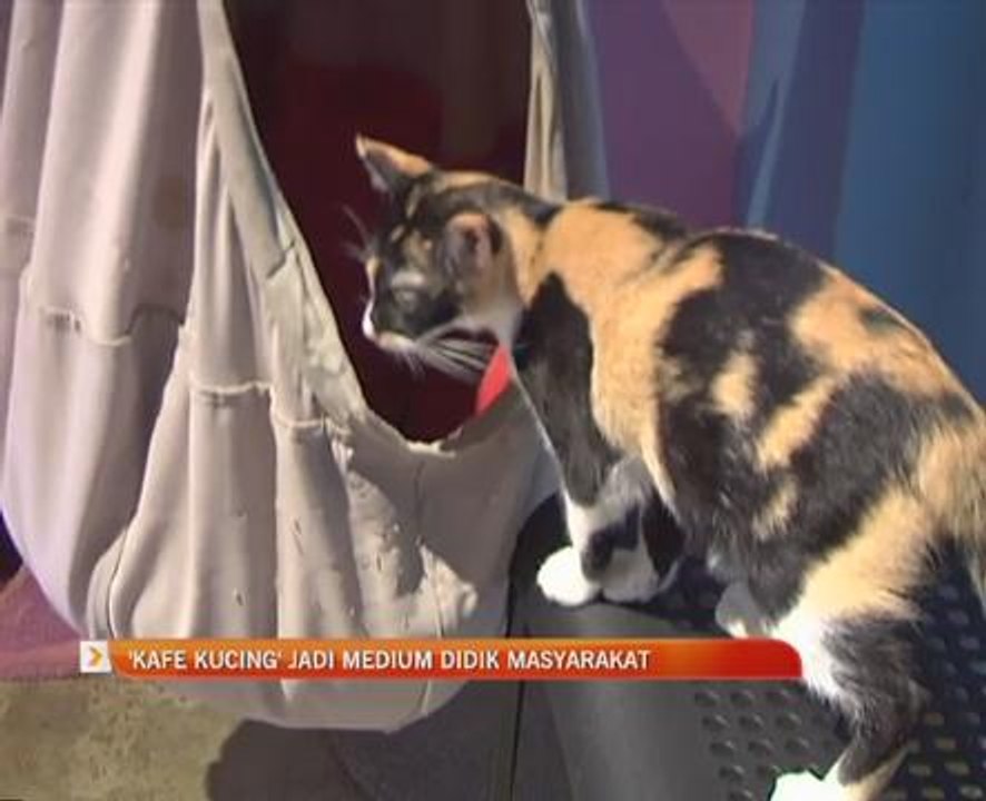 'Kafe Kucing' jadi medium didik masyarakat