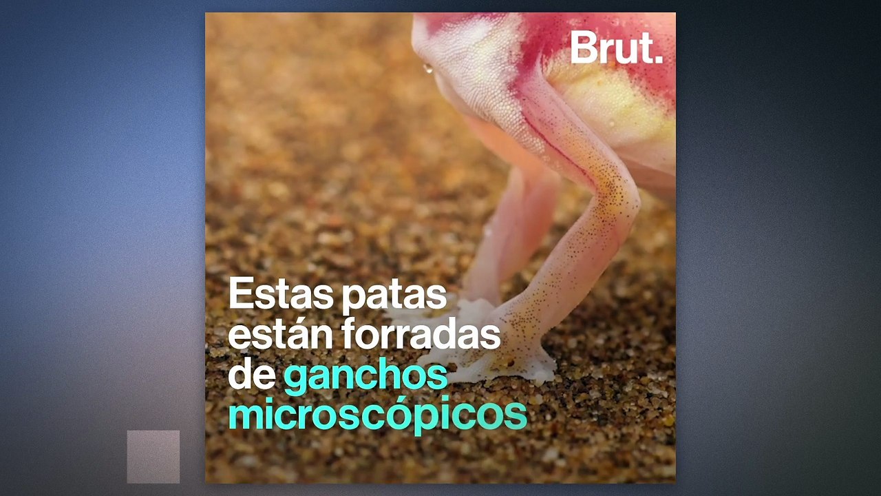 Así es el pequeño geco del desierto