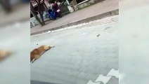 Hayvanseverler, Çan Belediyesi Zabıta ekiplerine ateş püskürdü
