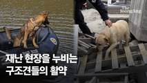 전세계 누비며 492명 구했다…소방청 구조견들의 '부상 투혼' [e즐펀한 토크]