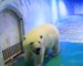The world's unhappiest polar bear?