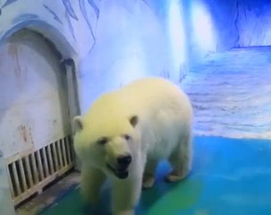 The world's unhappiest polar bear?