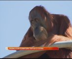 Orang Utan Sumatera tertua di dunia