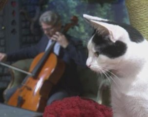 What a purr-formance! Cellist creates album for cats