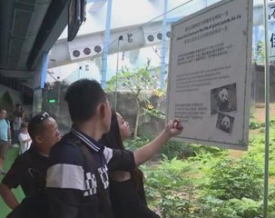 Hong Kong mourns world's oldest captive giant panda