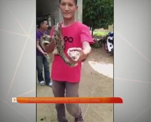 Bergelut dengan ular sawa batik 40kg