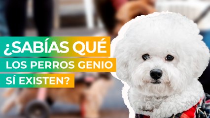 ¿Sabías qué los perros genio sí existen?