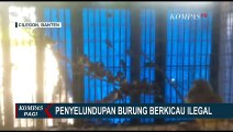 Polisi Gagalkan Aksi Penyelundupan Burung Ilegal, Sebanyak 2.588 Burung Berkicau Disita