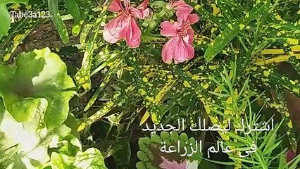 المسكة او الجيرانيوم المتعرش نبات زينة له ازهار خلابة